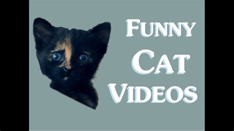 14 Hilarious Cat Videos. . Funny cat videos clean
